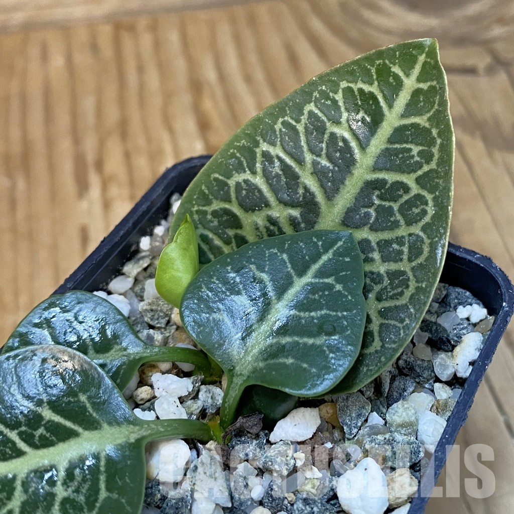 SH28844 Euphorbia francoisii hybrid