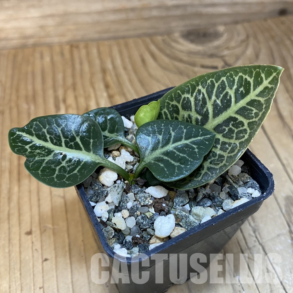 SH28844 Euphorbia francoisii hybrid - Imagen 2