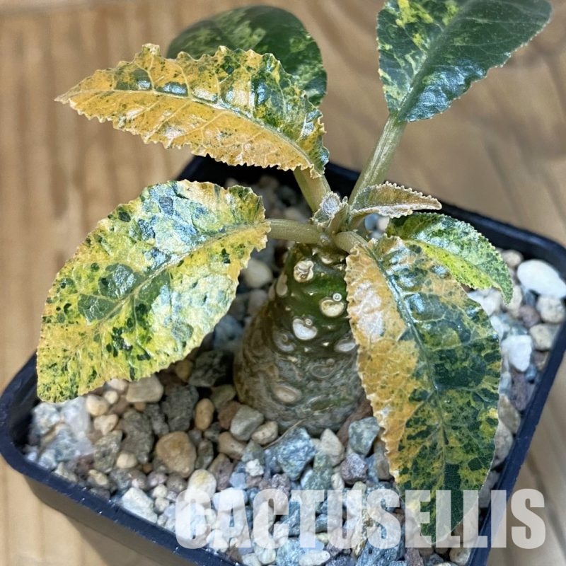 SH28846 Dorstenia hybrid f. variegata