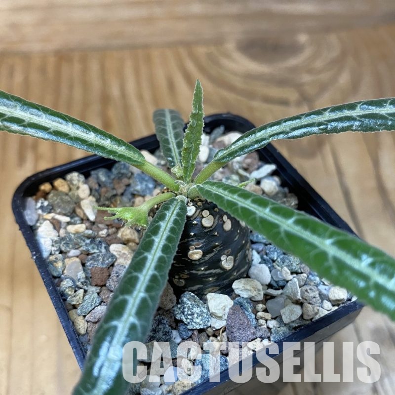 SH28847 Dorstenia lancifolia