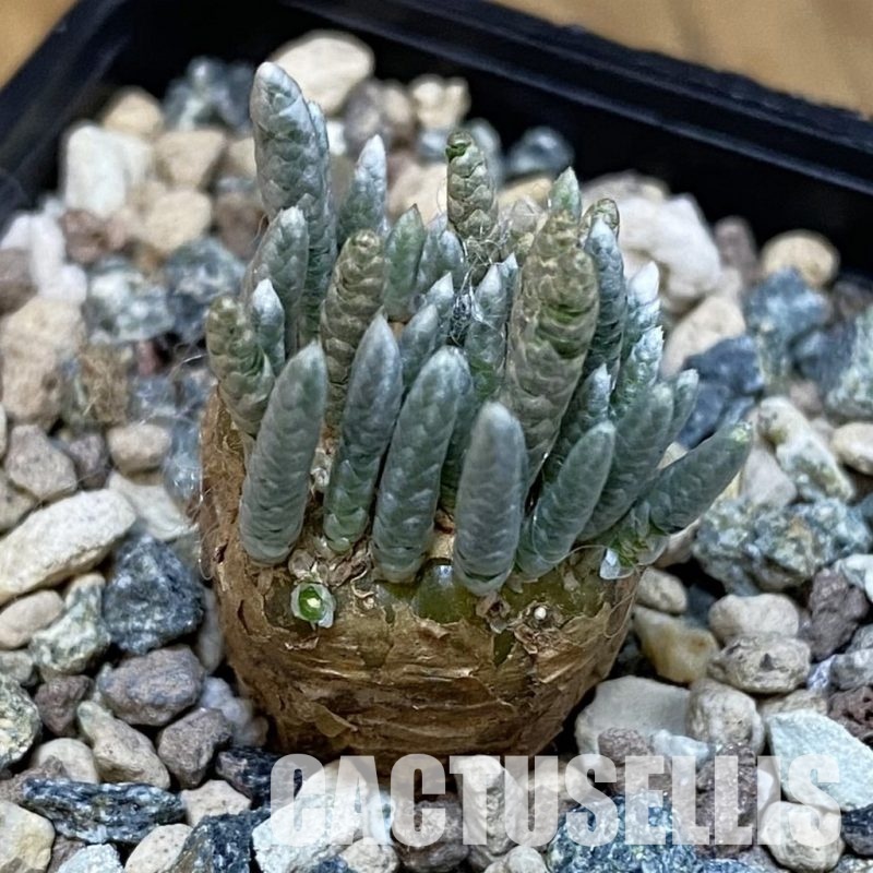 SH28848 Avonia alstonii