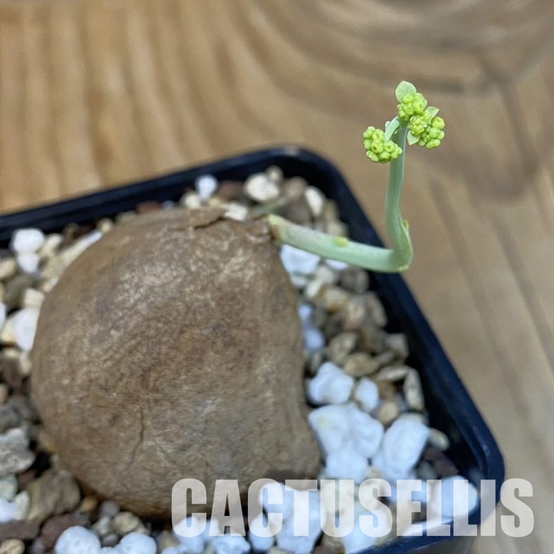 SH28850 Stephania erecta