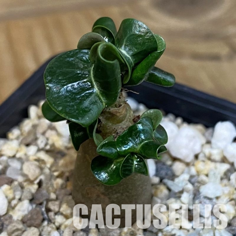 SH28851 Adenium arabicum DHA