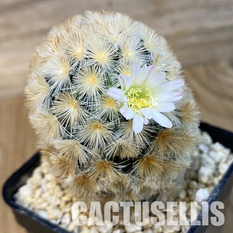 SH28830 Mammillaria carmenae hybrid