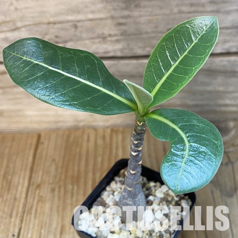 SH28889 Adenium arabicum ‘Black Body’