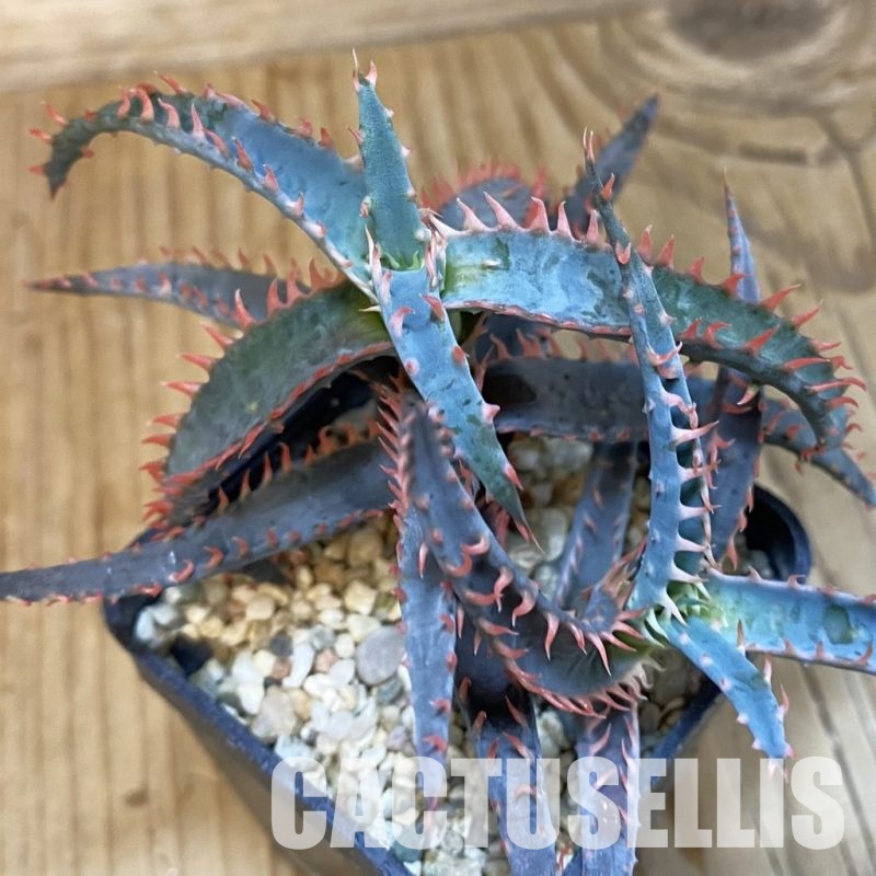 SH28791 Aloe TCT hybrid