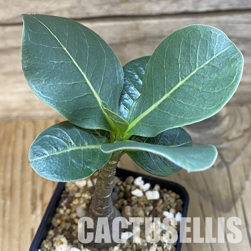 SH28890 Adenium arabicum ‘Black Body’