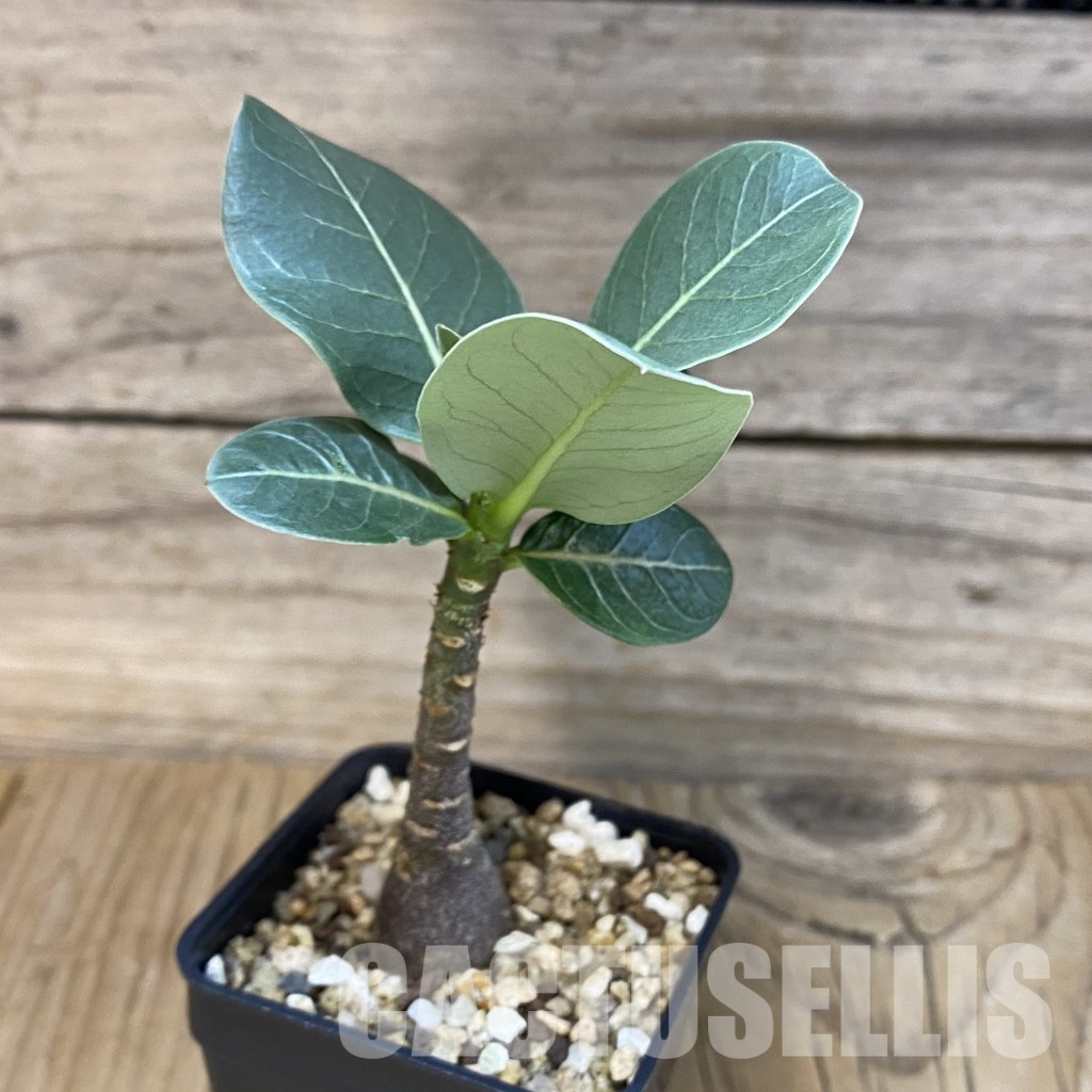 SH28890 Adenium arabicum ‘Black Body’ - Image 2