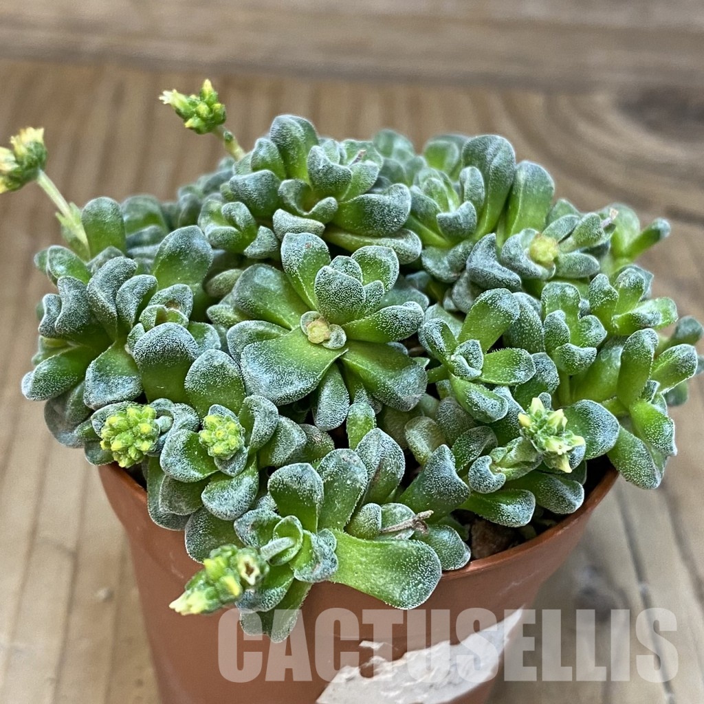 SH28894 Crassula 'Fernwood' - Image 2
