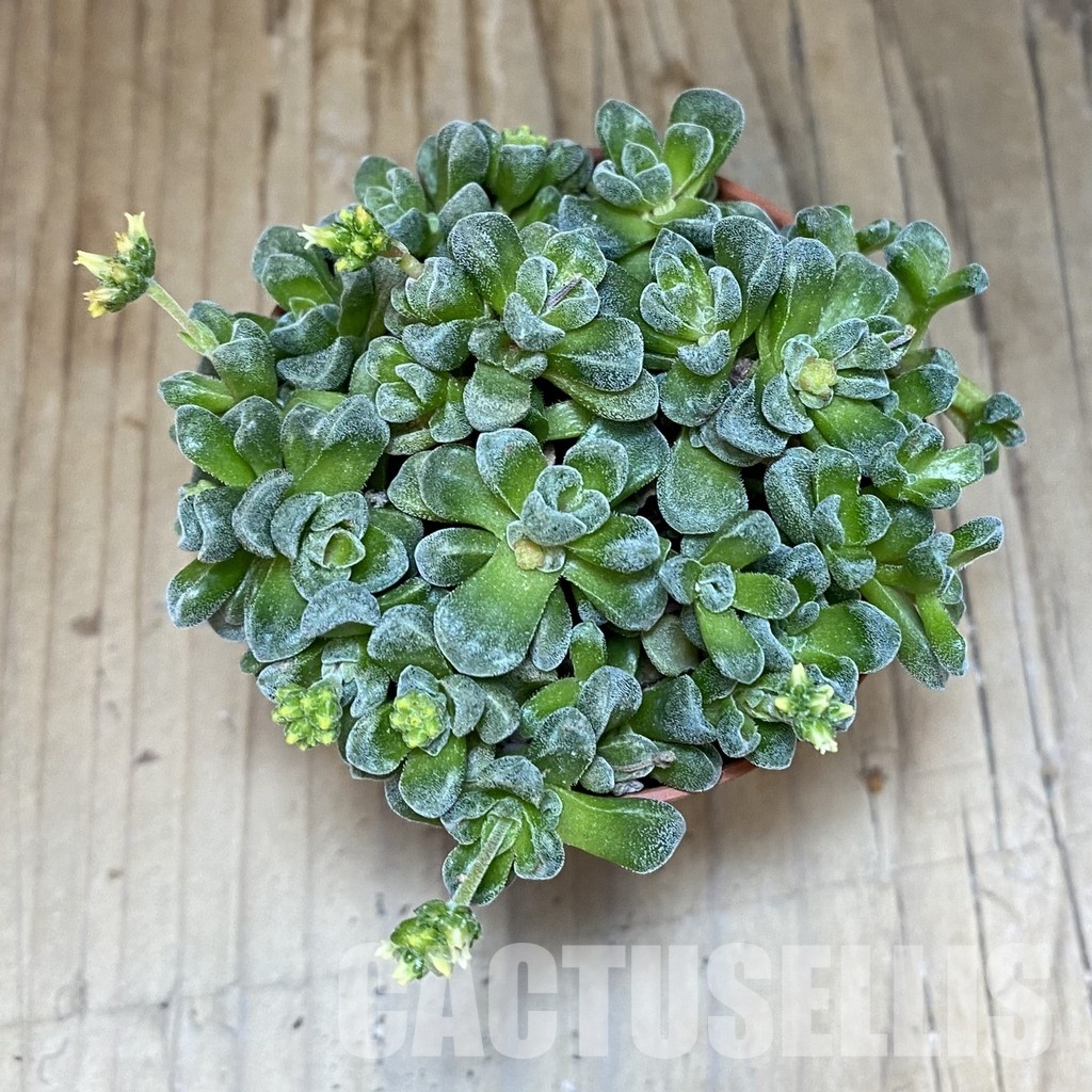 SH28894 Crassula 'Fernwood' - Image 3
