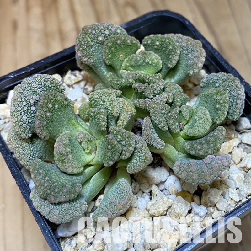 SH28895 Titanopsis calcarea, clon 4