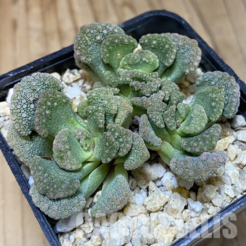SH28895 Titanopsis calcarea, clon 4