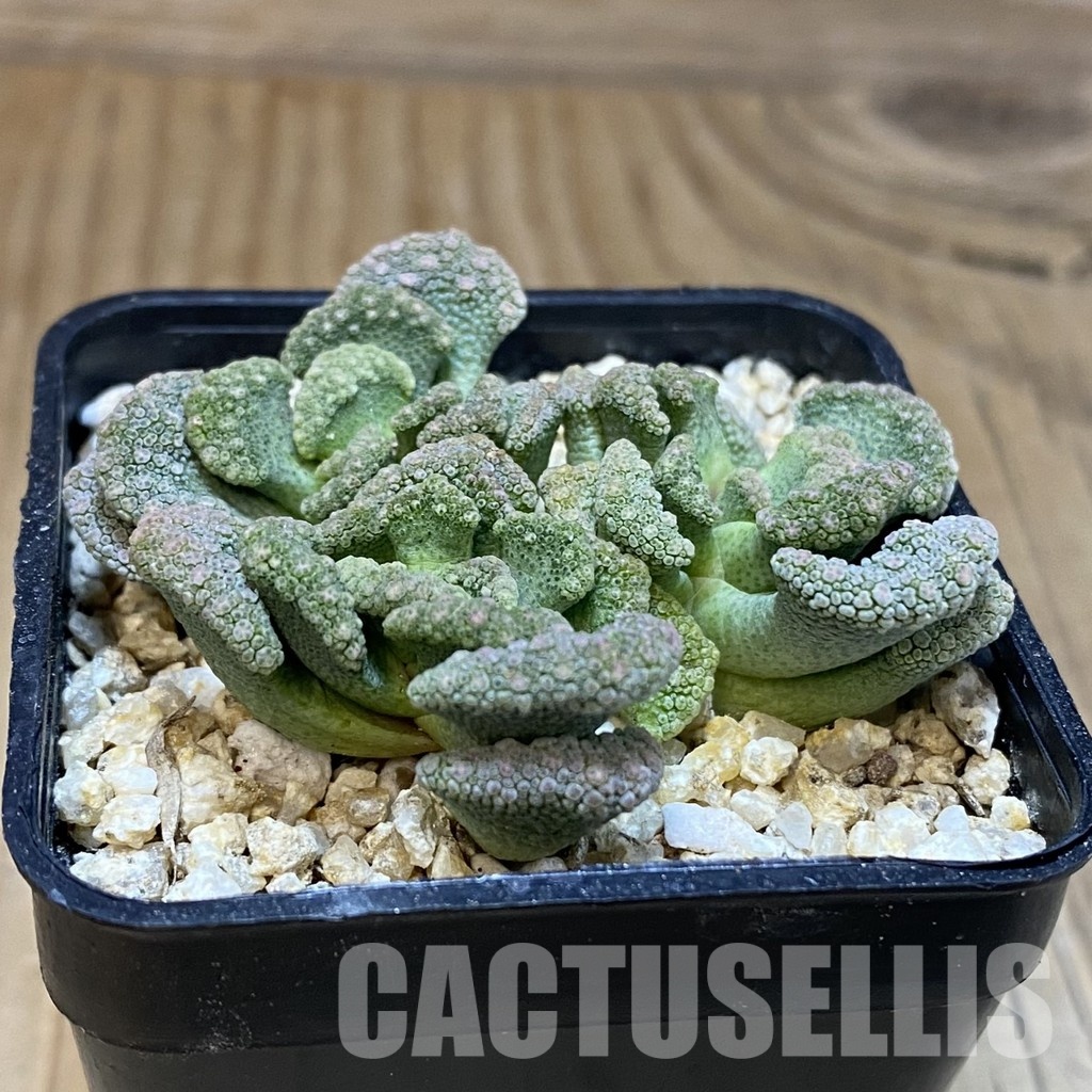 SH28895 Titanopsis calcarea, clon 4 - Image 2