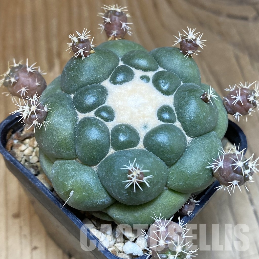 SH28896 Coryphantha elephantidens 'inermis'