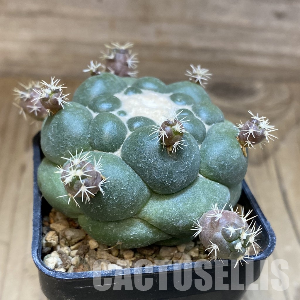 SH28896 Coryphantha elephantidens 'inermis' - Image 2