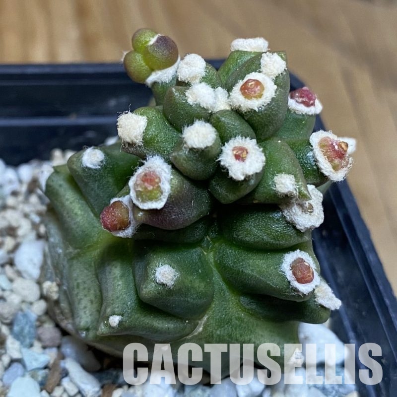 SH28897 Gymnocalycium mihanovichii 'Transformer'