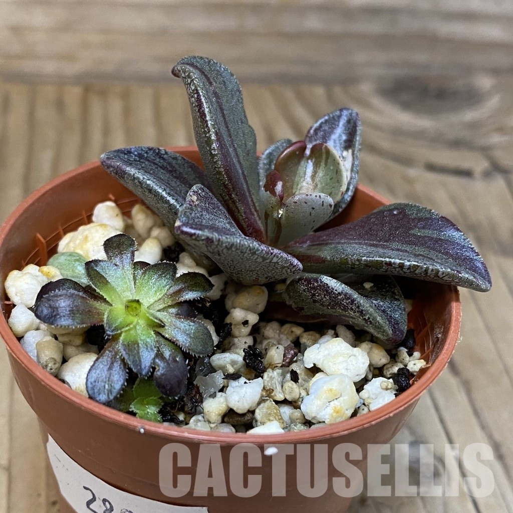 SH28900 Lenophyllum guttatum f. variegata - Image 2