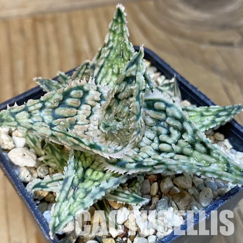 SH28792 Aloe TCT hybrid