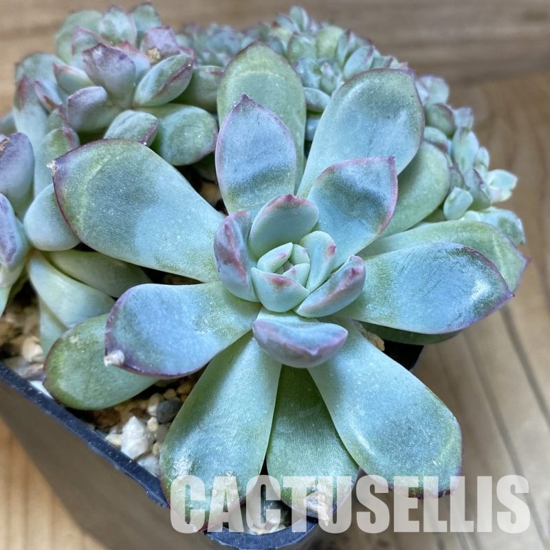 SH28902 Echeveria sp. f. cristata