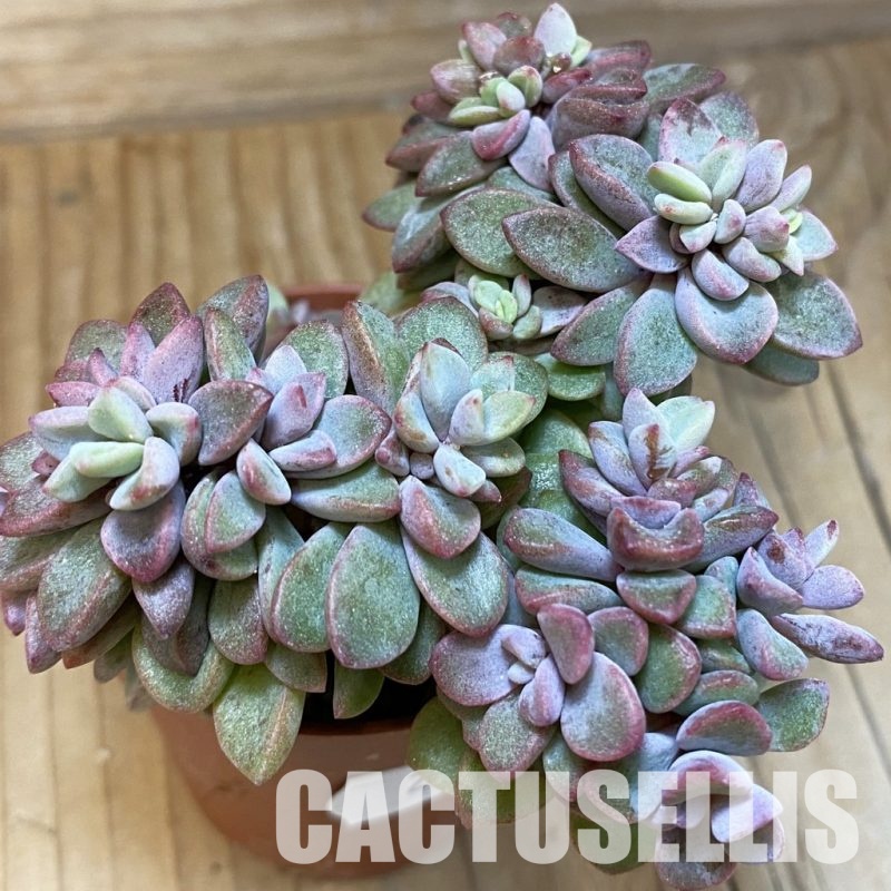 SH28903 Echeveria 'Rezry'