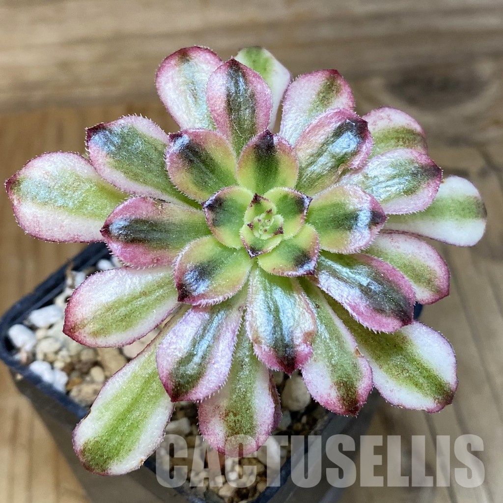 SH28904 Aeonium 'Mardi Gras'