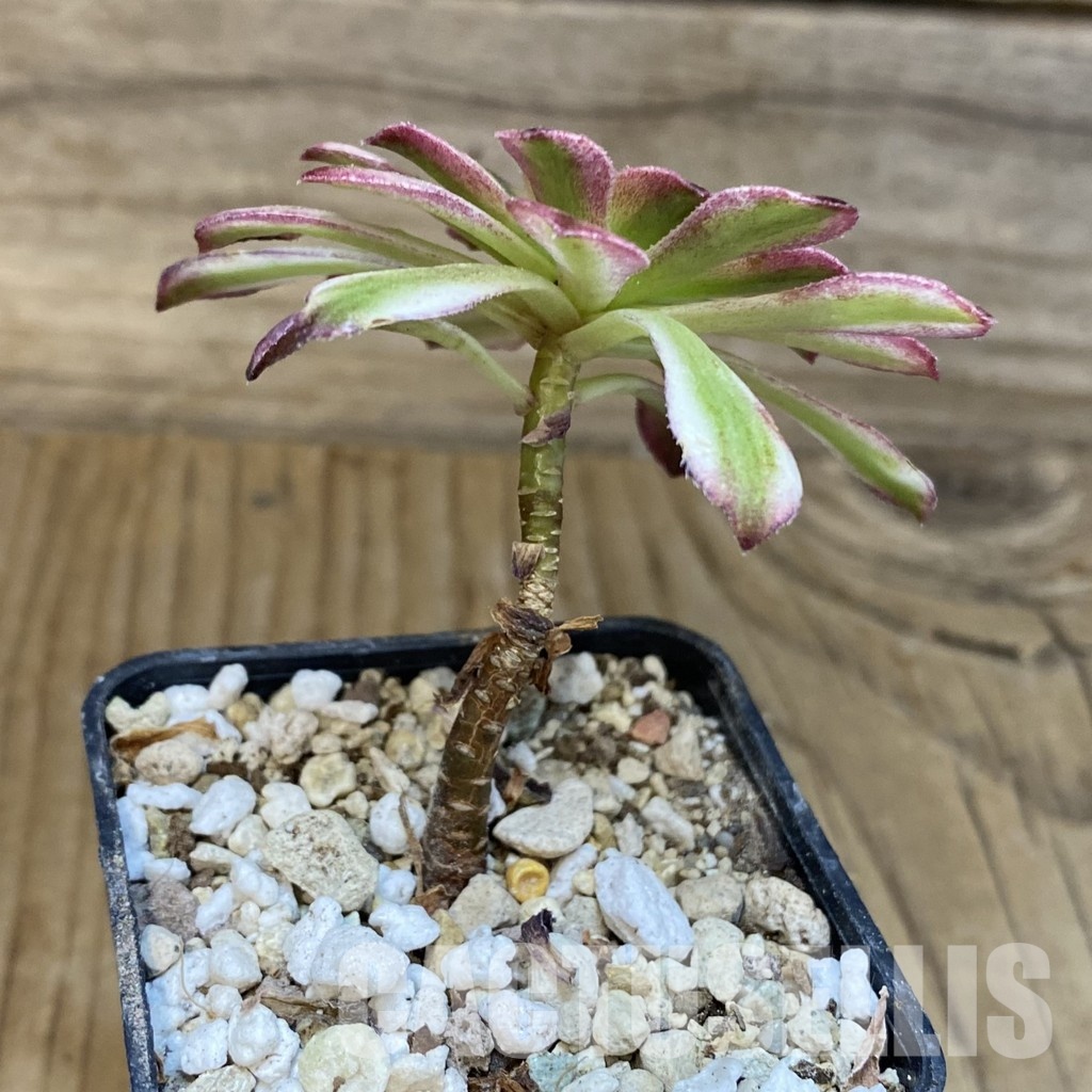 SH28904 Aeonium 'Mardi Gras' - Image 2