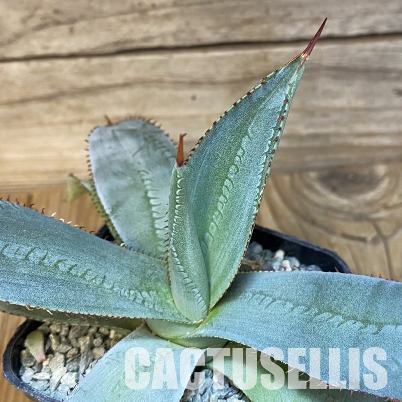 SH28905 Agave guadalajarana