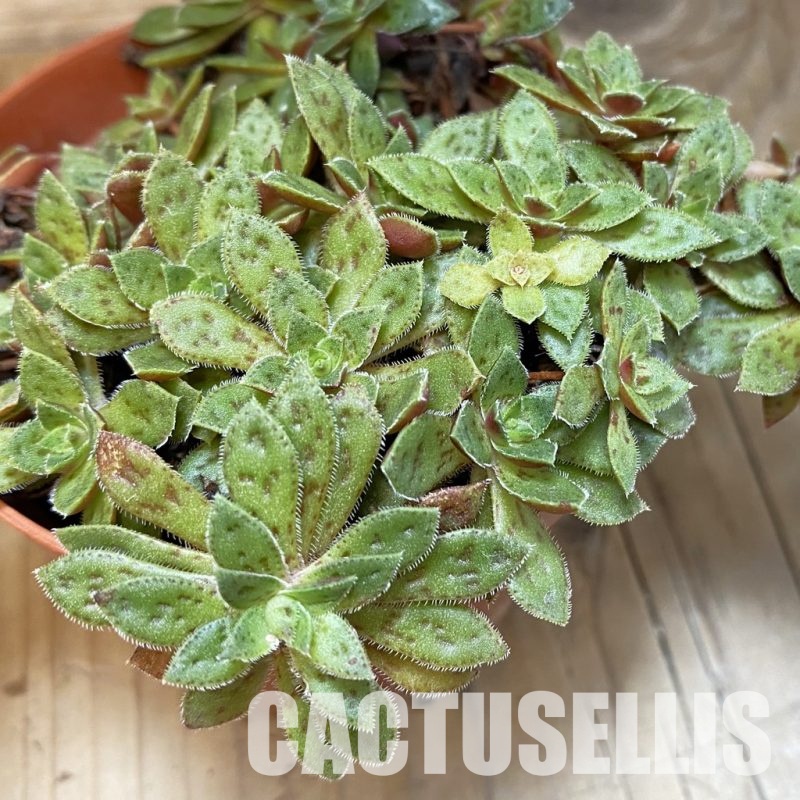 SH28907 Crassula exilis v. cooperi