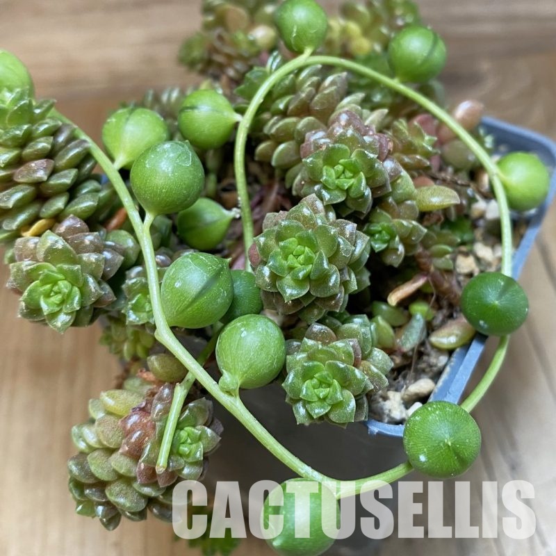 SH28908 Cremnosedum ‘Little Gem’