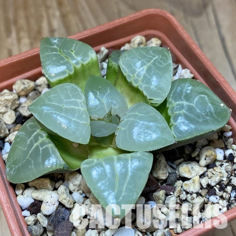 SH28909 Haworthia 'Tsukikage'