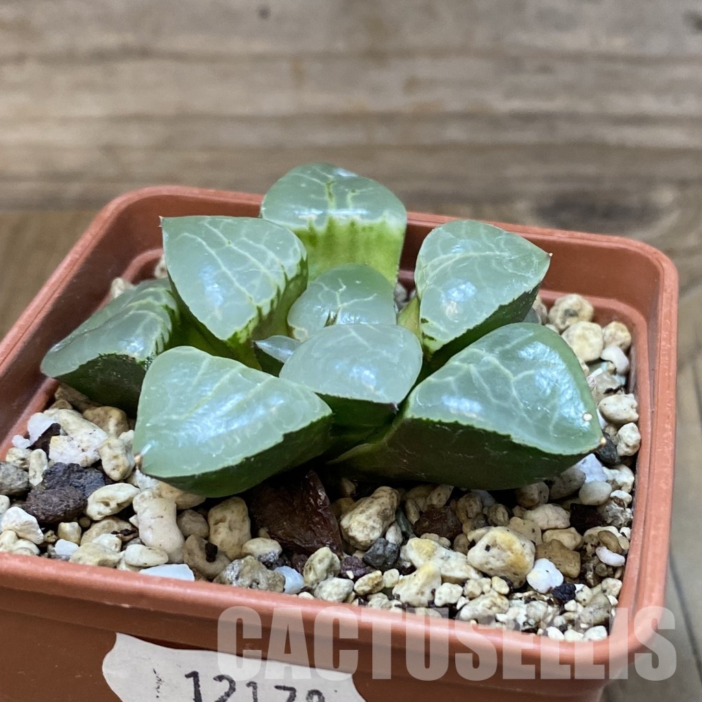 SH28909 Haworthia 'Tsukikage' - Obrázek 2