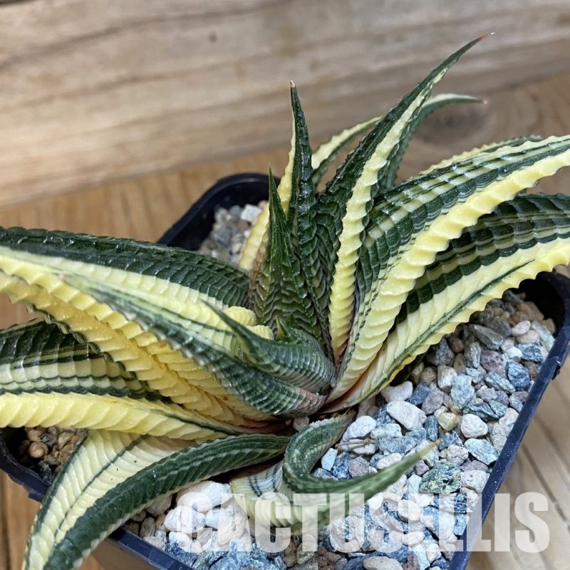 SH28793 Haworthia limifolia f. variegata