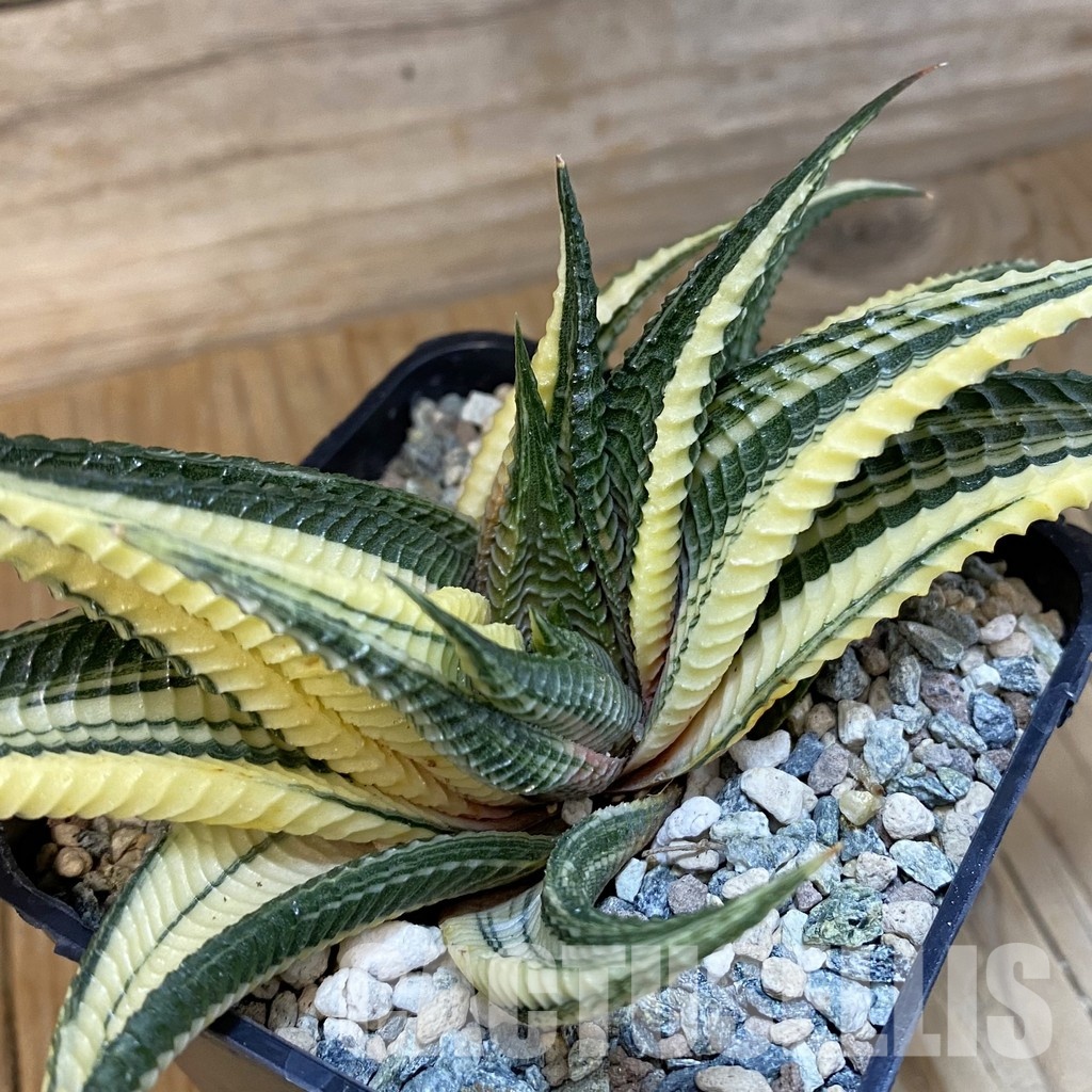 SH28793 Haworthia limifolia f. variegata