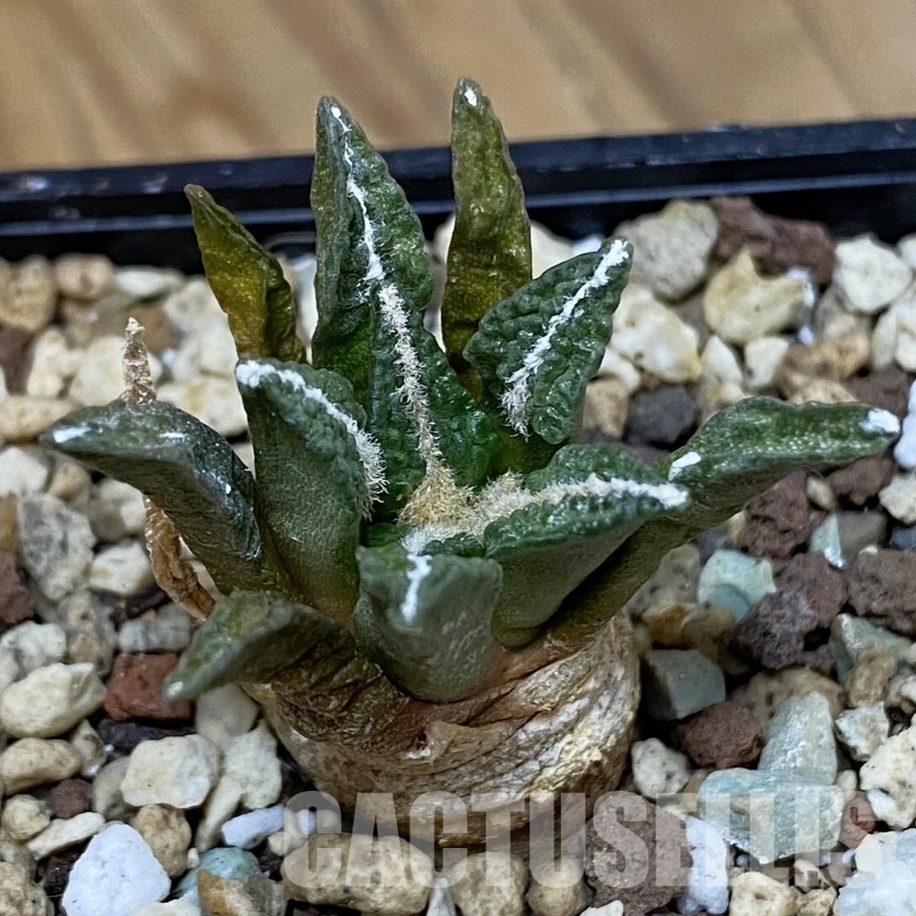 SH28912 Ariocarpus kotschoubeyanus hybrid, own roots