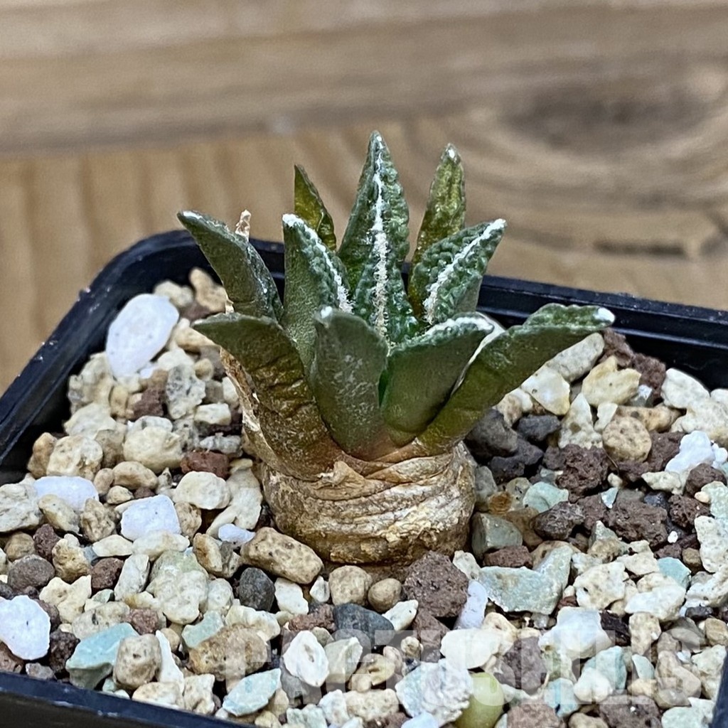 SH28912 Ariocarpus kotschoubeyanus hybrid, own roots - Image 2