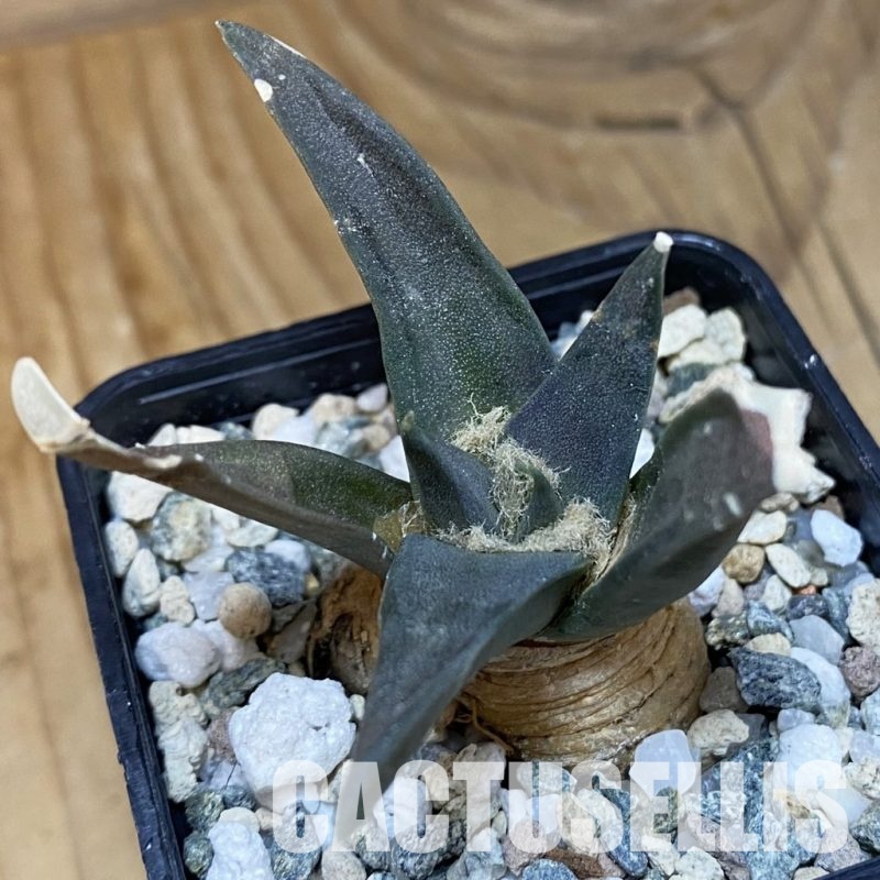 SH28913 Ariocarpus trigonus