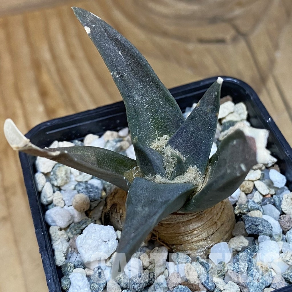 SH28913 Ariocarpus trigonus