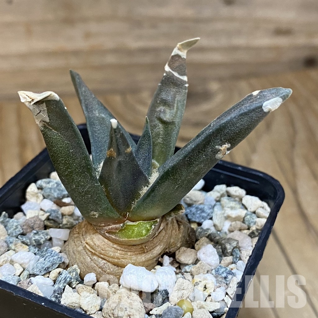 SH28913 Ariocarpus trigonus - Image 2