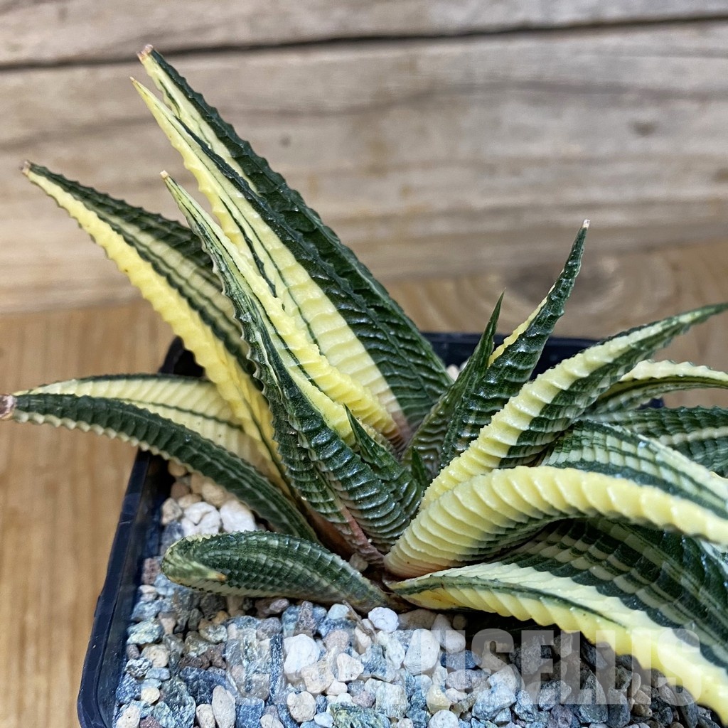SH28793 Haworthia limifolia f. variegata - Image 2