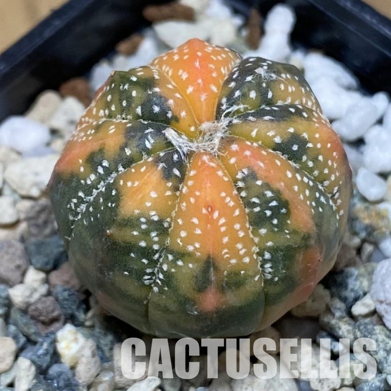 SH28914 Astrophytum asterias ‘Purple Skin’ f. variegata
