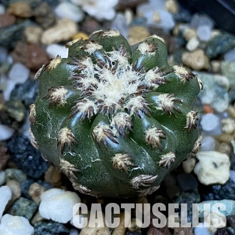 SH28915 Discocactus horstii