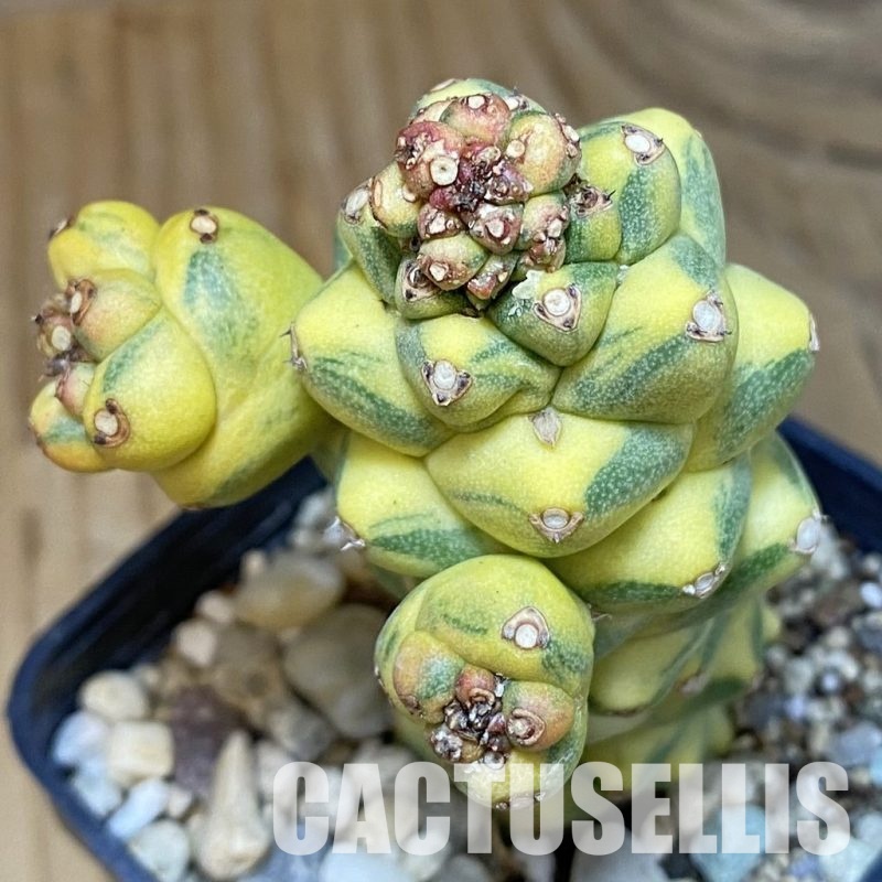 SH28916 Monadenium ritchiei f. variegata