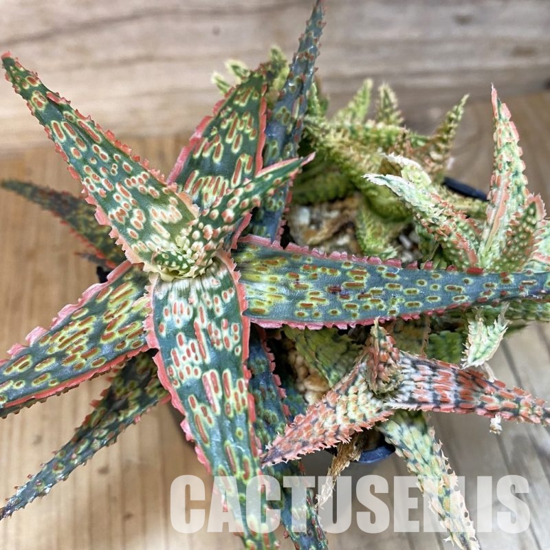 SH28789 Aloe TCT hybrid mix