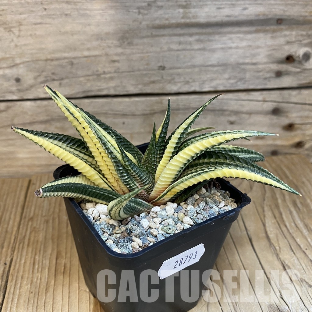 SH28793 Haworthia limifolia f. variegata - Image 3