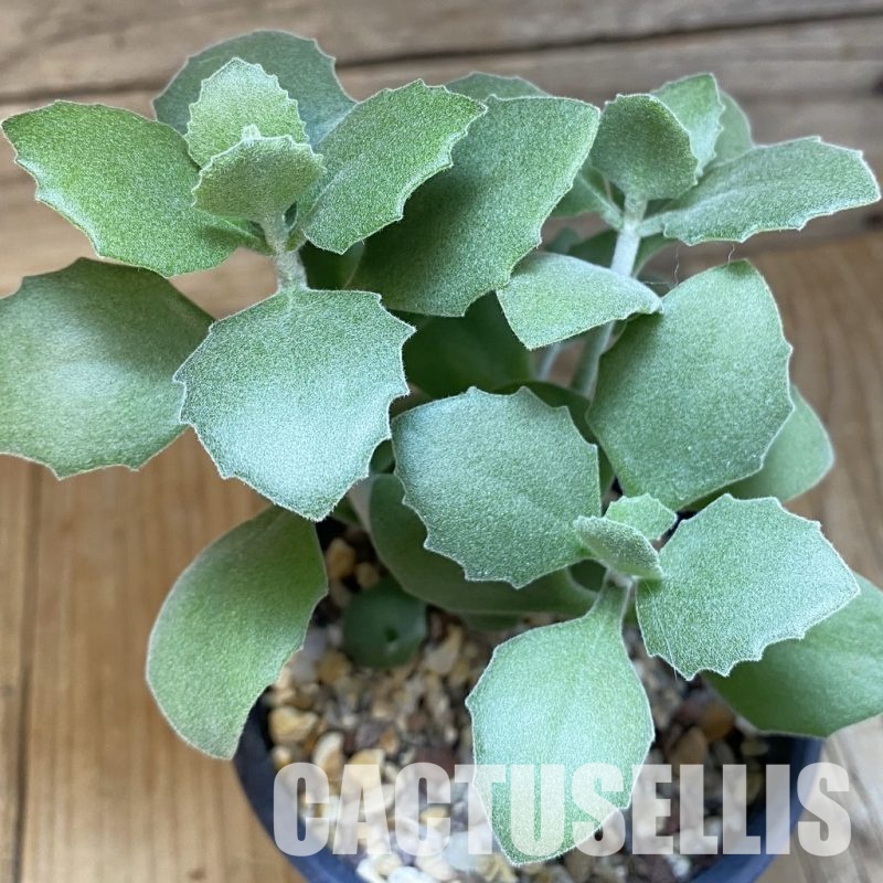 SH28918 Kalanchoe millotii