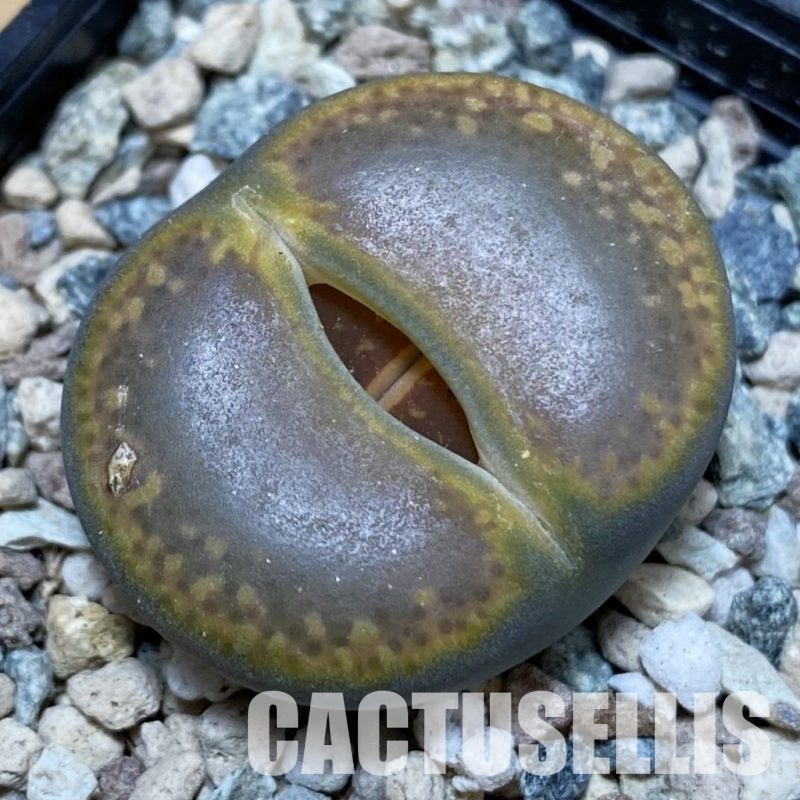 SH28919 Lithops aucampiae
