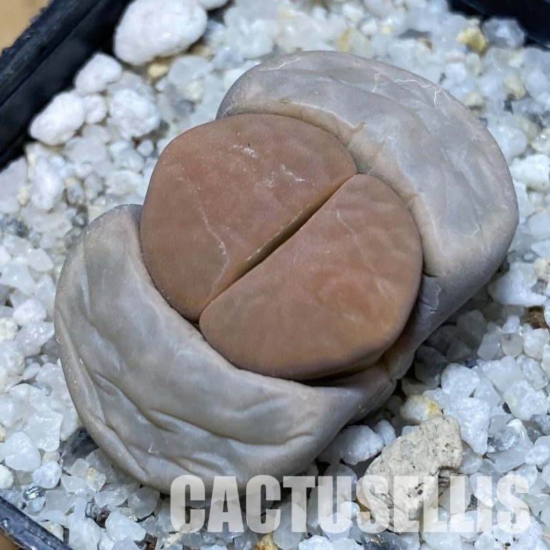 SH28920 Lithops karasmontana v. opalina