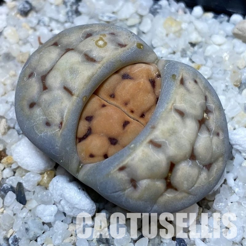 SH28921 Lithops karasmontana v. erniana