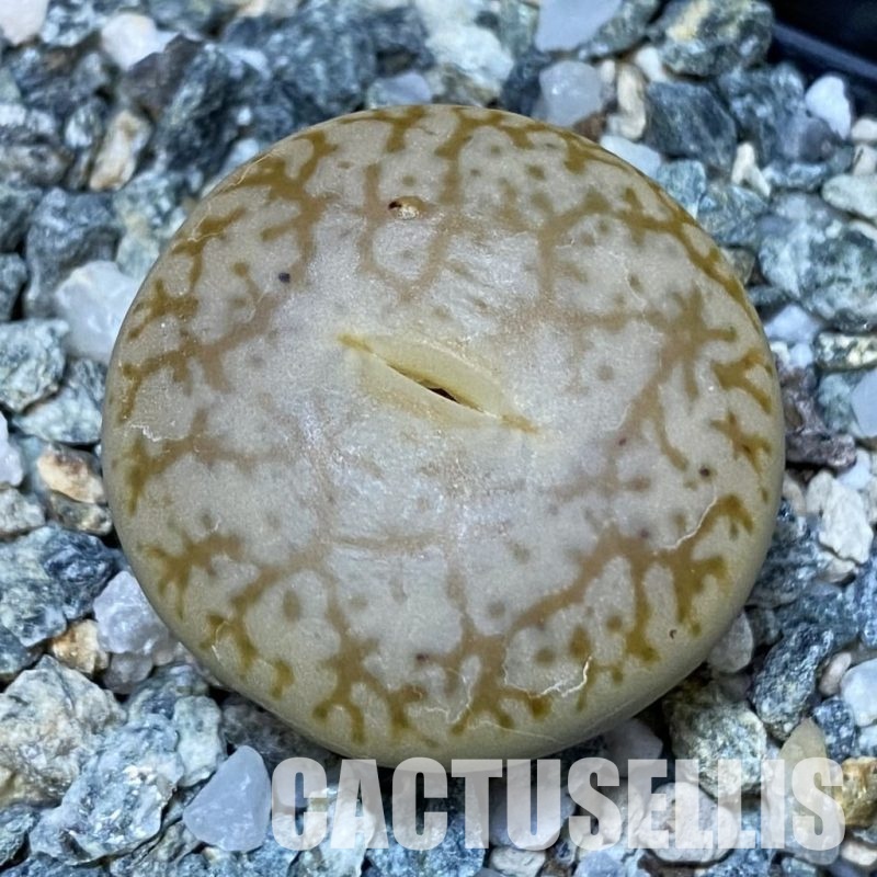 SH28924 Lithops pseudotruncatella