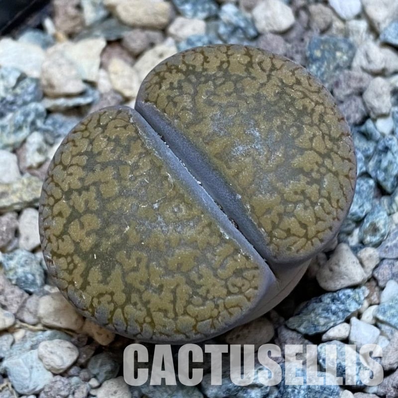 SH28925 Lithops aucampiae